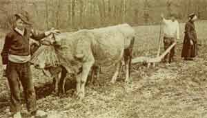 Araire à traction bovine