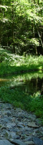 L'Auze dans la forêt de Miers (commune de Tourniac)