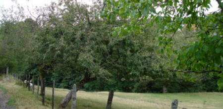 Pommiers et Noyers en bordure de chemin et de pré